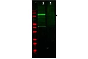 Western blot using  Affinity Purified anti-GGA3 antibody shows detection of a band at ~110 kDa corresponding to GFP-GGA3 fusion protein present in a lysate of HEK293 cells over- expressing the recombinant protein (lane 2, arrowhead). (GGA3 antibody  (AA 400-415))