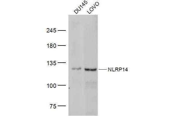 NLRP14 anticorps  (AA 81-180)