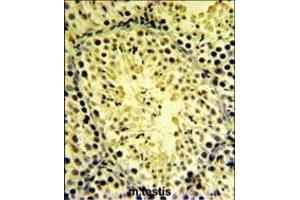 DGKK Antibody (C-term) (ABIN651315 and ABIN2840184) IHC analysis in formalin fixed and paraffin embedded mouse testis tissue followed by peroxidase conjugation of the secondary antibody and DAB staining. (DGKK antibody  (C-Term))