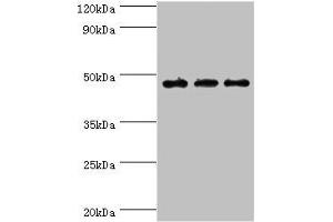 Western blot All lanes: PDK2 antibody at 6 μg/mL Lane 1: Mouse heart tissue Lane 2: Hela whole cell lysate Lane 2: Mouse skeletal muscle tissue Secondary Goat polyclonal to rabbit IgG at 1/10000 dilution Predicted band size: 47, 39 kDa Observed band size: 47 kDa (PDK2 antibody  (AA 128-407))