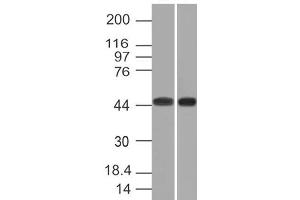 Image no. 1 for anti-Napsin A Aspartic Peptidase (NAPSA) antibody (ABIN6166030) (NAPSA antibody)