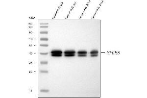 Western blot analysis of Milk Fat Globule 1/MFGE8 using anti-Milk Fat Globule 1/MFGE8 antibody (ABIN7600829). (MFGE8 antibody  (AA 24-387))
