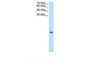 Image no. 1 for anti-Mitochondrial Ribosomal Protein S12 (MRPS12) (AA 20-69) antibody (ABIN6738238) (MRPS12 antibody  (AA 20-69))