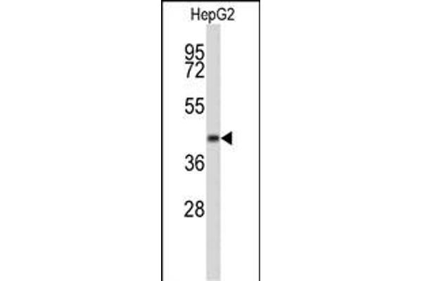 ERGIC3 antibody  (N-Term)