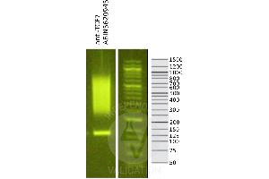 Library profiles comparing fragment size distributions on an E-Gel EX 2% agarose gel (Thermo Fisher). (TCF7 antibody  (N-Term))