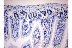 Immunohistochemistry (IHC) image for anti-Iododeoxyuridine (IdU) antibody (ABIN2669973)