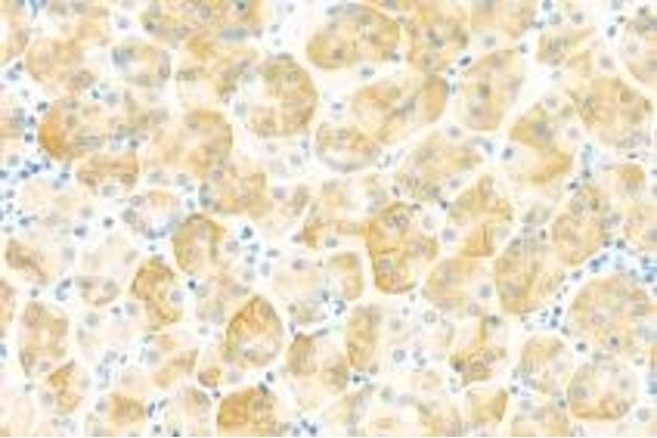 COL10 antibody