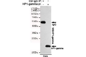 Immunoprecipitation analysis of Hela cell lysates using HP1-gamma mouse mAb.