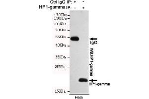 Immunoprecipitation analysis of Hela cell lysates using HP1-gamma mouse mAb. (CBX3 antibody)