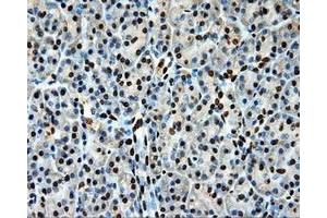 Immunohistochemical staining of paraffin-embedded Kidney tissue using anti-LOXmouse monoclonal antibody. (LOX antibody  (AA 22-168))