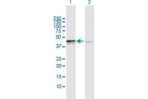 Western Blot analysis of OXA1L expression in transfected 293T cell line by OXA1L MaxPab polyclonal antibody. (OXA1L antibody  (AA 1-435))