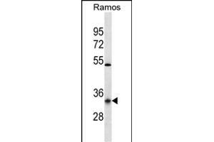 OR10G9 Antibody (C-term) (ABIN656933 and ABIN2846123) western blot analysis in Ramos cell line lysates (35 μg/lane).
