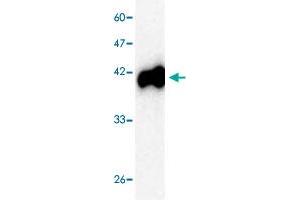Western blot analysis in PreM recombinant protein with  Japanese encephalitis virus  PreM monoclonal antibody, clone 98r4s  at 1 : 1000 dilution.