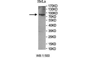 Western blot analysis of HeLa cell lysate, using SUN1 antibody. (SUN1 antibody  (AA 22-173))