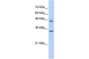Western Blotting (WB) image for anti-Proline Arginine Rich End Leucine Rich Repeat Protein (PRELP) antibody (ABIN2459967) (PRELP antibody)