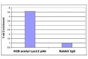 Histone H2B acetyl Lys12 pAb tested by ChIP analysis. (Histone H2B antibody  (acLys12))