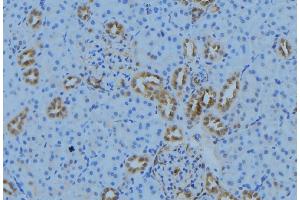 ABIN6279020 at 1/100 staining Mouse kidney tissue by IHC-P. (MRPL30 antibody  (Internal Region))