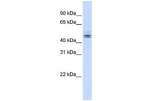WB Suggested Anti-RDBP Antibody Titration:  0.