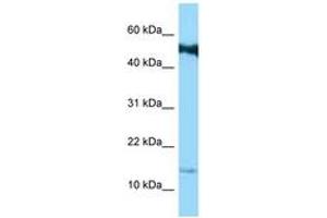 Image no. 1 for anti-Small Proline Rich Protein 1B (SPRR1B) (C-Term) antibody (ABIN6748126) (SPRR1B antibody  (C-Term))