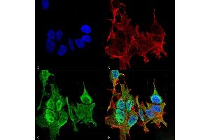 Immunocytochemistry/Immunofluorescence analysis using Mouse Anti-Ankyrin B Monoclonal Antibody, Clone S105-13 (ABIN1027715). (ANK2 antibody  (AA 203-496))