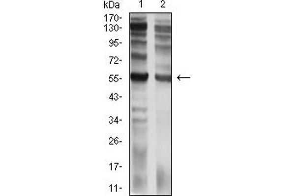 IL9 Receptor antibody  (AA 41-270)