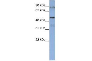 WB Suggested Anti-DAZAP1 Antibody Titration:  0. (DAZAP1 antibody  (Middle Region))