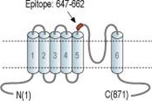 Representative domain view of the target of ABIN7582088.