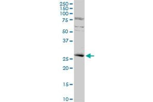 KLF16 anticorps  (AA 1-252)
