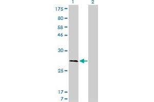 Calpain S1 antibody  (AA 172-260)