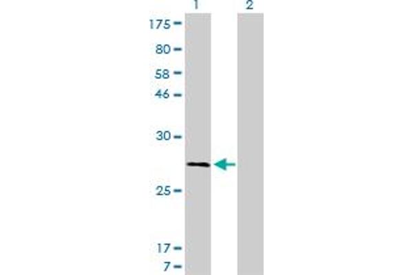 Calpain S1 antibody  (AA 172-260)