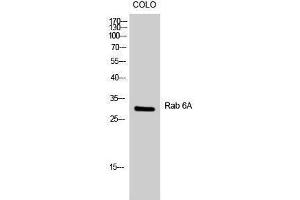 Western Blotting (WB) image for anti-RAB6A, Member RAS Oncogene Family (RAB6A) (Internal Region) antibody (ABIN3186630) (RAB6A antibody  (Internal Region))