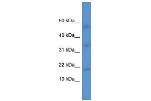 IL1F10 antibody (70R-10020) used at 0.