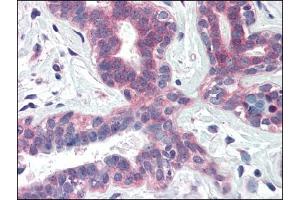 Image no. 1 for anti-X-Box Binding Protein 1 (XBP1) (Internal Region) antibody (ABIN374982) (XBP1 antibody  (Internal Region))