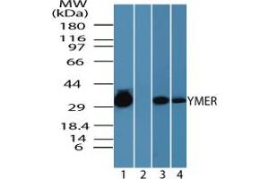 Image no. 1 for anti-Coiled-Coil Domain Containing 50 (CCDC50) (AA 450-500) antibody (ABIN960112) (CCDC50 antibody  (AA 450-500))