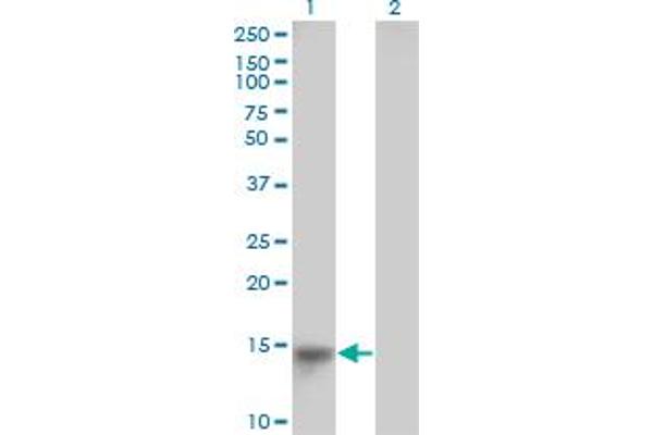 LRRC8D antibody  (AA 1-143)