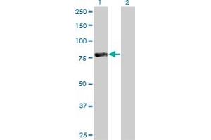 Western Blot analysis of FOXP4 expression in transfected 293T cell line by FOXP4 monoclonal antibody (M01), clone 3B12. (FOXP4 antibody  (AA 586-679))