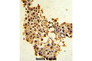 Formalin-fixed and paraffin-embedded human testisreacted with CCNE1 polyclonal antibody , which was peroxidase-conjugated to the secondary antibody, followed by AEC staining. (Cyclin E1 antibody  (C-Term))