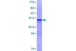 TAF13 Protein (AA 1-124) (GST tag)