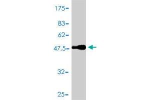 Western Blot detection against Immunogen (51. (BCL2L1 antibody  (AA 1-233))