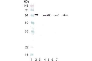 Western blot analysis of HSP70/HSP72, mAb (C92F3A-5) : Lane 1: MW marker, Lane 2: HSP70/HSP72 (human), (recombinant) , Lane 3: HSC70/HSP73 (bovine), (recombinant)  (Negative Control), Lane 4: PC-12 (heat shocked) , Lane 5: HeLa (heat shocked) , Lane 6: 3T3 (heat shocked) , Lane 7: CHO-K1 (heat shocked). (HSP70 antibody)