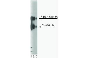 Western blot analysis of TrkB on a rat cerebrum lysate (left). (TRKB antibody  (AA 156-322))
