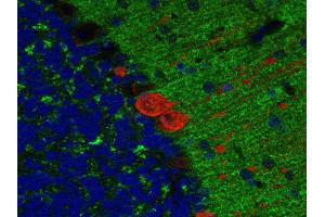 Indirect immunostaining of paraffin embedded mouse cerebellum section with anti-SV2B (dilution 1 : 200; green) and mouse anti-calbindin (cat.