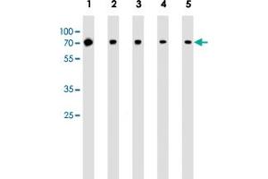 Western blot analysis of Lane 1: Jurkat whole cell lysates Lane 2: MCF-7 whole cell lysates Lane 3: K562 whole cell lysates Lane 4: A549 whole cell lysates Lane 5: mouse NIH/3T3 cell line lysates reacted with RPS6KB2 monoclonal antibody  at 1:1000 dilution.