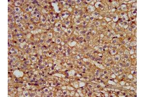 IHC image of ABIN7165321 diluted at 1:300 and staining in paraffin-embedded human adrenal gland tissue performed on a Leica BondTM system. (LMAN1 antibody  (AA 154-329))