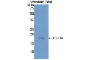 Western Blotting (WB) image for anti-Bone Morphogenetic Protein 15 (BMP15) (AA 269-391) antibody (ABIN1858148) (BMP15 antibody  (AA 269-391))