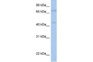 Western Blotting (WB) image for anti-Immunoglobulin Superfamily Containing Leucine-Rich Repeat 2 (ISLR2) antibody (ABIN2459305) (ISLR2 antibody)