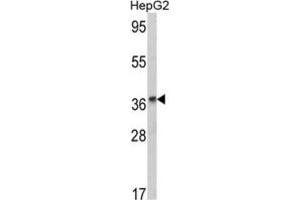 Western Blotting (WB) image for anti-Alcohol Dehydrogenase 1B (Class I), beta Polypeptide (ADH1B) antibody (ABIN3002782)