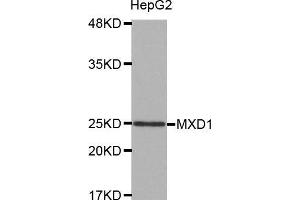 Western blot analysis of extracts of HepG2 cell line, using MXD1 antibody. (MXD1 antibody  (AA 1-221))
