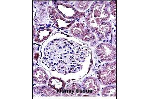 B Antibody (C-term) (ABIN657780 and ABIN2846754) immunohistochemistry analysis in formalin fixed and paraffin embedded human kidney tissue followed by peroxidase conjugation of the secondary antibody and DAB staining.