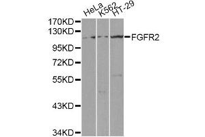 Western blot analysis of extracts of various cell lines, using FGFR2 antibody (ABIN1872688) at 1:1000 dilution. (FGFR2 antibody)
